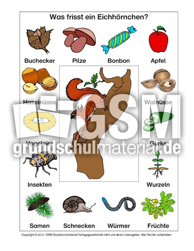AB-Eichhörnchen-Nahrung.pdf